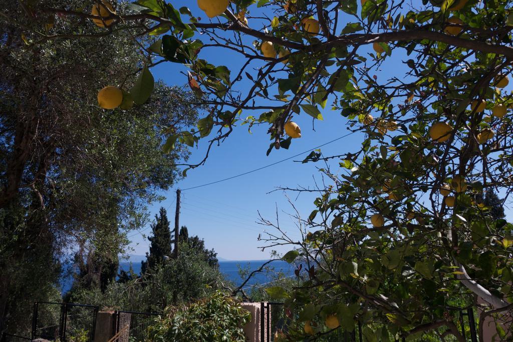 Despina Benitses * Benitses (Corfu)